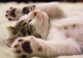 Close-up Photo of Cute Sleeping Cat